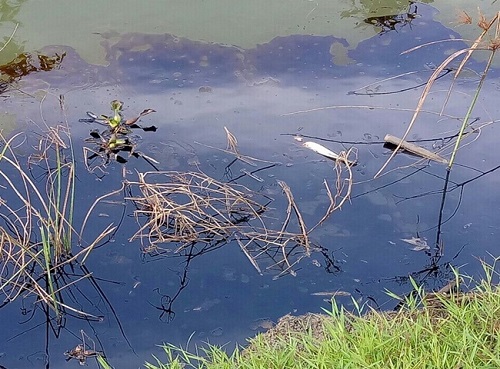 Vi sinh sẽ gi&uacute;p ăn dầu mỡ