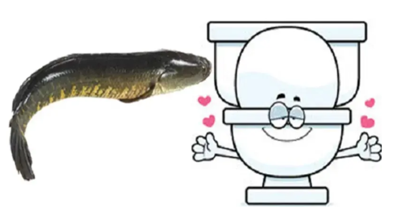 Sử dụng cá lóc, lươn để thông tắc bồn cầu