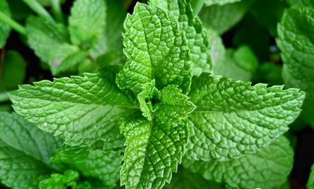 C&acirc;y bạc h&agrave; l&agrave;  loại c&acirc;y trồng trong nh&agrave; bếp c&oacute; hương thơm ng&aacute;t