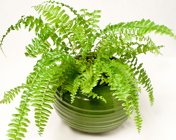 C&acirc;y dương xỉ gi&uacute;p loại bỏ kh&iacute; độc