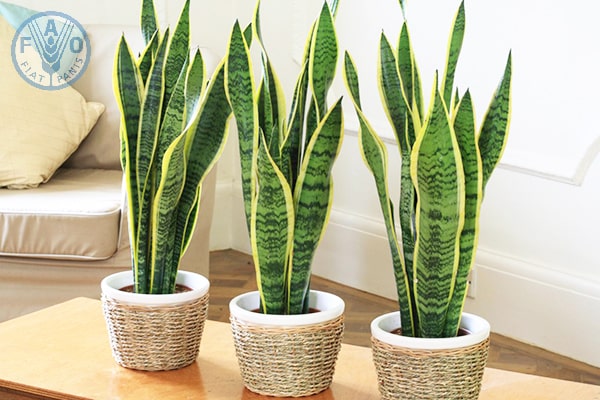 C&acirc;y lưỡi hổ l&agrave; c&acirc;y trồng trong nh&agrave; bếp hấp thụ đến 107 loại kh&iacute; độc