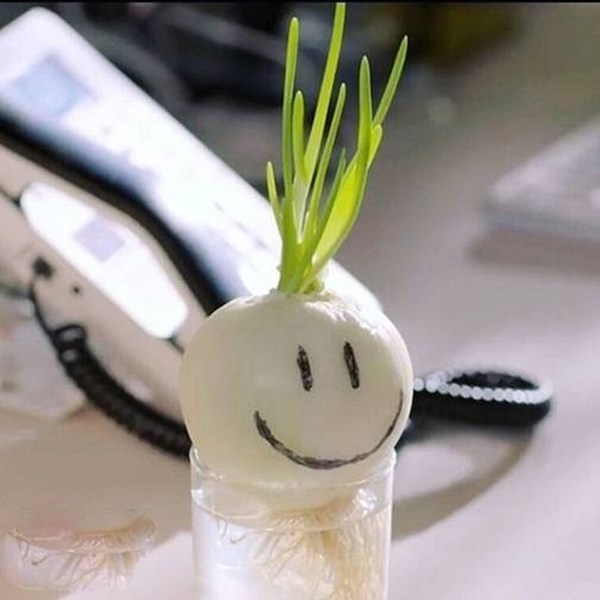 C&acirc;y h&agrave;nh t&acirc;y khử m&ugrave;i cực kỳ hiệu quả