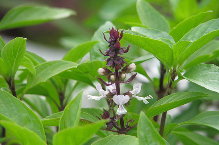 H&uacute;ng quế c&oacute; khả năng trừ khử m&ugrave;i h&ocirc;i